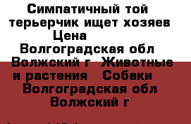 Симпатичный той - терьерчик ищет хозяев › Цена ­ 5 000 - Волгоградская обл., Волжский г. Животные и растения » Собаки   . Волгоградская обл.,Волжский г.